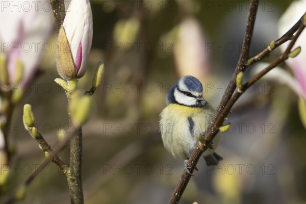Blue tit (Cyanistes Caeruleus) adult garden bird on a flowering Magnolia tree branch in spring, England, United Kingdom