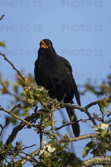 Eurasian blackbird (Turdus merula) adult male garden bird singing in a hedgerow in spring, England, United Kingdom