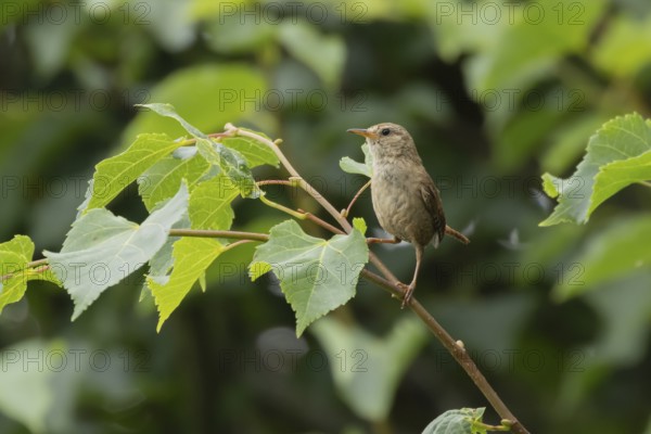 Eurasian wren (Troglodytes troglodytes) adult garden bird on a tree branch in summer, England, United Kingdom
