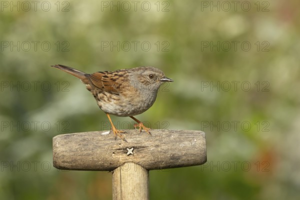 Dunnock or Hedge sparrow (Prunella modularis) adult garden bird on a fork handle, England, United Kingdom