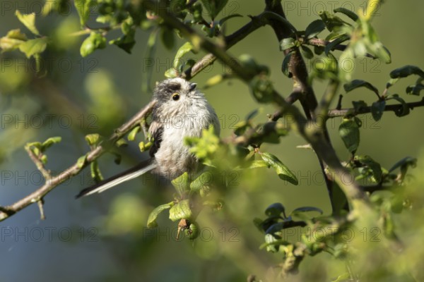 Long tailed tit (Aegithalos caudatus) adult bird in a hedgerow in summer, England, United Kingdom