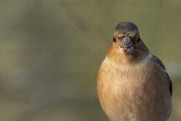 Eurasian chaffinch (Fringilla coelebs) adult male garden bird feeding on a seed in winter, England, United Kingdom