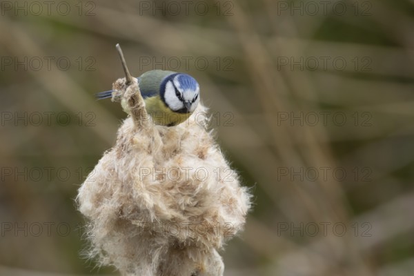 Blue tit (Cyanistes Caeruleus) adult garden bird on a Bullrush plant seedhead in spring, England, United Kingdom