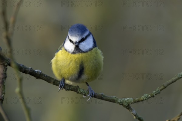 Blue tit (Cyanistes Caeruleus) adult garden bird on a tree branch in winter, England, United Kingdom