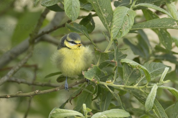 Blue tit (Cyanistes Caeruleus) juvenile baby garden bird on a tree branch in spring, England, United Kingdom
