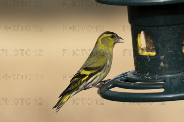Siskin (Spinus spinus) adult bird feeding on a garden bird seed feeder, England, United Kingdom