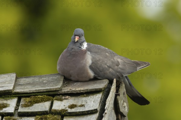 Wood pigeon (Columba palumbus) adult garden bird on a shed roof, England, United Kingdom