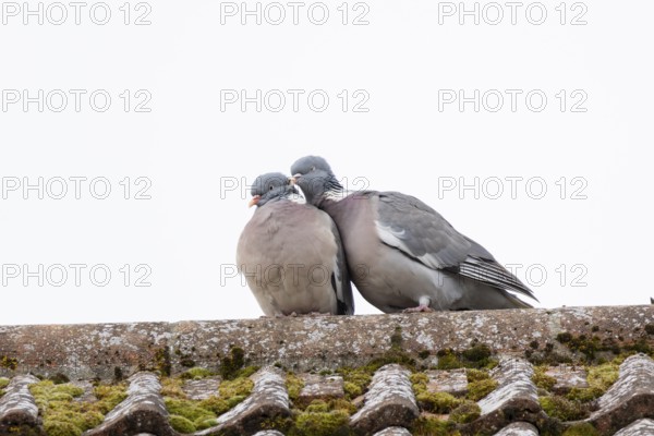 Wood pigeon (Columba palumbus) two adult garden birds during their love courtship display on a house roof, England, United Kingdom