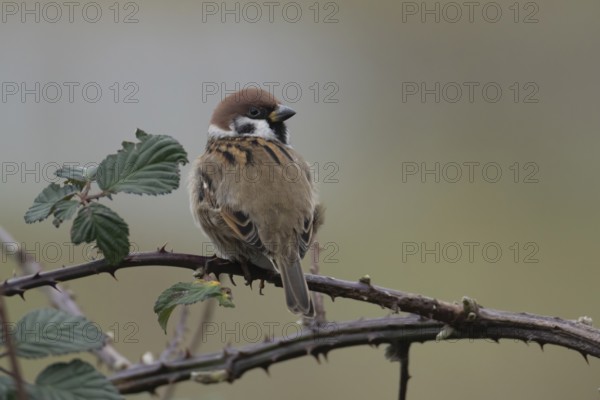 Tree sparrow (Passer montanus) adult bird on a bramble plant branch, England, United Kingdom