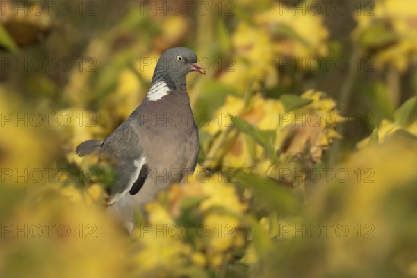 Wood pigeon (Columba palumbus) adult garden bird on sunflower plant seedheads in autumn, England, United Kingdom