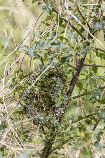 Long tailed tit (Aegithalos caudatus) birds nest in a holly tree in spring, England, United Kingdom
