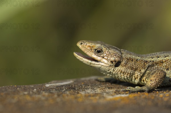 Common lizard (Zootoca vivipara) adult reptile yawning with its mouth open on a wooden sleeper in summer, England, United Kingdom