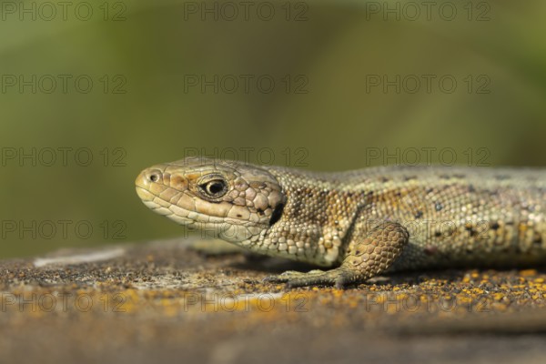 Common lizard (Zootoca vivipara) adult reptile on a wooden sleeper in summer, England, United Kingdom