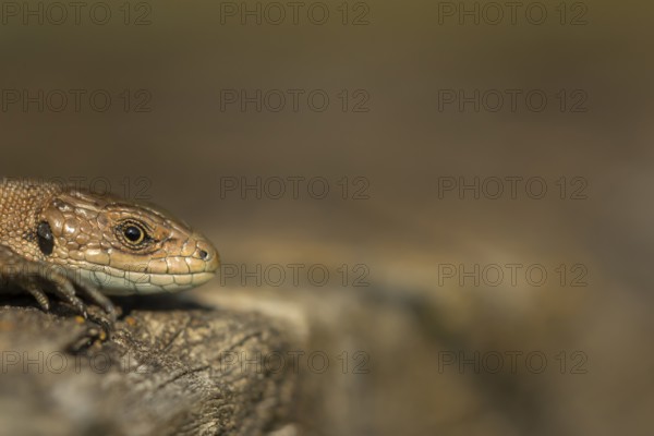 Common lizard (Zootoca vivipara) adult reptile basking on a wooden sleeper in summer, England, United Kingdom