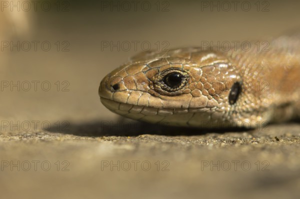 Common lizard (Zootoca vivipara) adult reptile head portrait in summer, England, United Kingdom