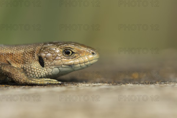 Common lizard (Zootoca vivipara) adult reptile resting on a wooden sleeper in summer, England, United Kingdom