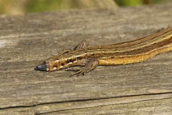 Common lizard (Zootoca vivipara) adult animal reptile showing its tail regrowing after losing it in summer, England, United Kingdom