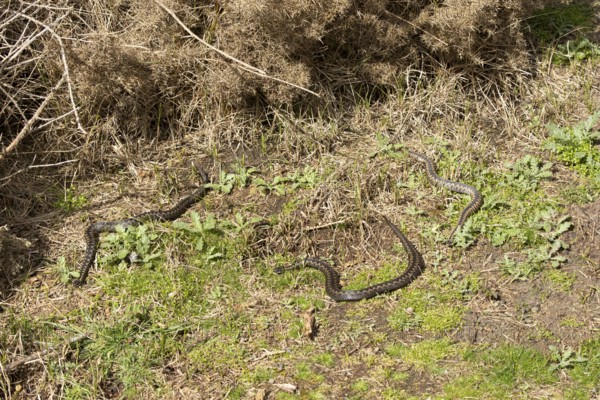 European Adder or Common viper (Vipera berus) three adult reptile snakes basking by a gorse bush in spring, England, United KIngdom