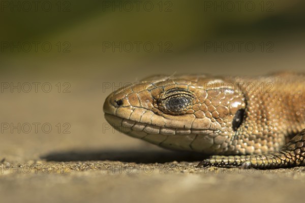 Common lizard (Zootoca vivipara) adult animal reptile sleeping on a wooden sleeper in summer, England, United Kingdom