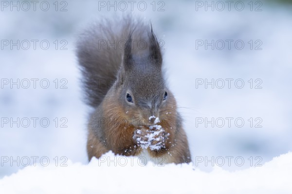 Red squirrel (Sciurus vulgaris) adult animal feeding on a nut in snow in winter, England, United Kingdom