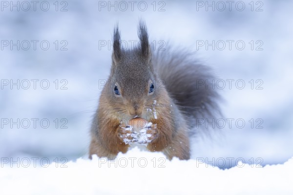 Red squirrel (Sciurus vulgaris) adult animal collecting a hazel nut in snow in winter, England, United Kingdom