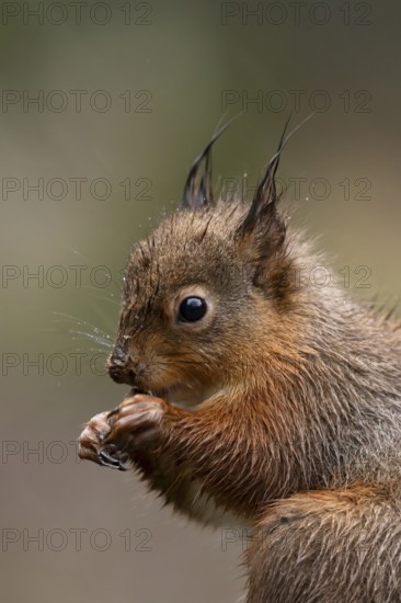 Red squirrel (Sciurus vulgaris) adult animal eating a nut in a woodland in winter, England, United Kingdom