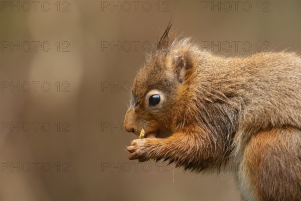 Red squirrel (Sciurus vulgaris) adult animal feeding on a nut in winter, England, United Kingdom