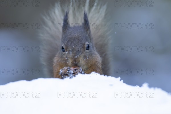 Red squirrel (Sciurus vulgaris) adult animal eating a nut in a snow covered woodland in winter, England, United Kingdom