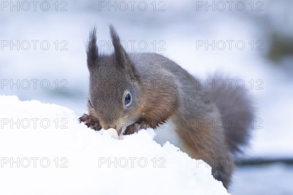 Red squirrel (Sciurus vulgaris) adult animal searching for food in a snow covered woodland in winter, England, United Kingdom