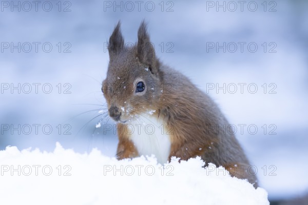 Red squirrel (Sciurus vulgaris) adult animal in a snow covered woodland in winter, England, United Kingdom
