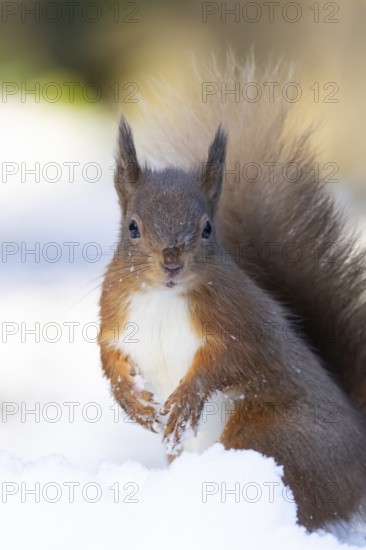 Red squirrel (Sciurus vulgaris) adult animal in a snow covered woodland in winter, England, United Kingdom