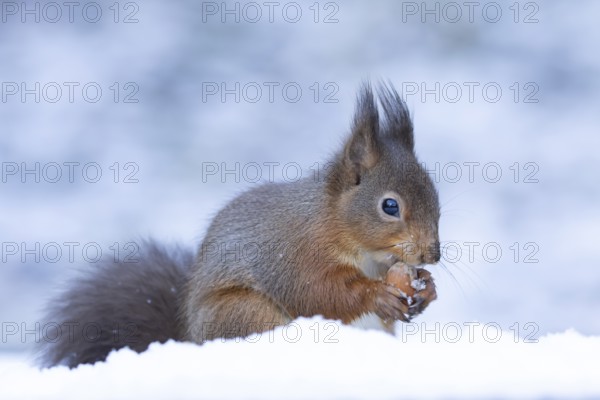Red squirrel (Sciurus vulgaris) adult animal feeding on a hazel nut in snow in winter, England, United Kingdom
