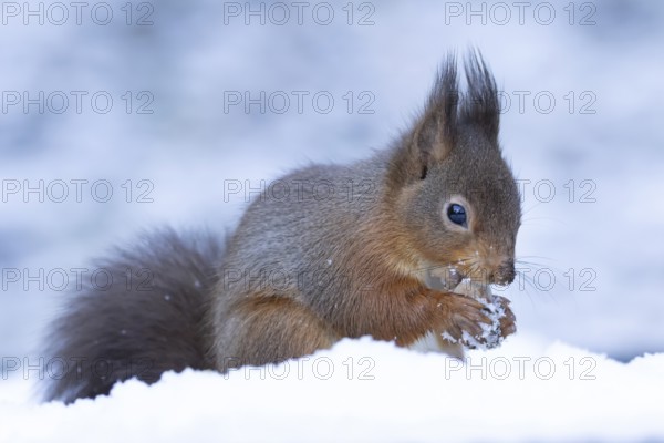 Red squirrel (Sciurus vulgaris) adult animal eating a hazel nut in snow in winter, England, United Kingdom