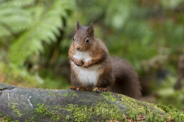 Red squirrel (Sciurus vulgaris) adult animal on a moss covered tree stump in a woodland in winter, England, United Kingdom