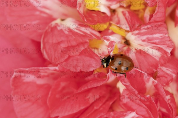 Seven-spot ladybird or ladybug (Coccinella septempunctata) adult beetle on a garden Camellia flower in spring, England, United Kingdom