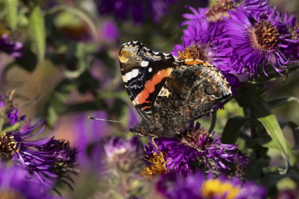 Red admiral butterfly (Vanessa atalanta) adult insect feeding on a garden purple Aster flower in summer, England, United Kingdom