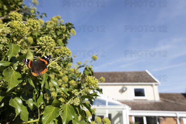 Red admiral butterfly (Vanessa atalanta) adult insect feeding on garden Ivy (Hedera helix) flowers with an urban house in the background in summer, England, United Kingdom