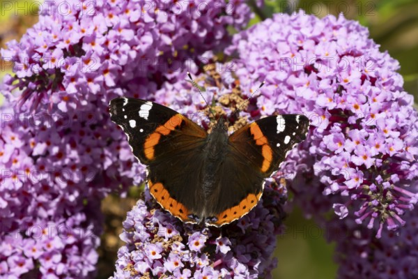 Red admiral butterfly (Vanessa atalanta) adult insect feeding on a garden purple Buddleja or Buddleia plant flowers in summer, England, United Kingdom