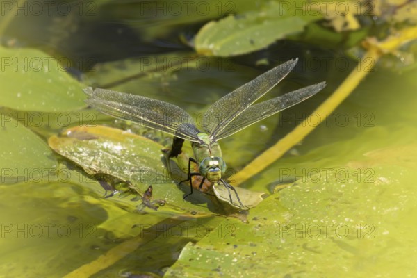Emperor dragonfly (Anax imperator) adult female insect egg laying or ovipositing on the water surface of a pond in summer, England, United Kingdom
