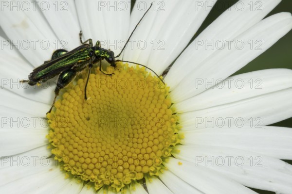 Thick-legged flower beetle (Oedemera nobilis) adult insect feeding on an Oxeye daisy flower in summer, England, United Kingdom