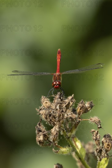 Ruddy darter dragonfly (Sympetrum sanguineum) adult insect on a plant seedhead in summer, England, United Kingdom
