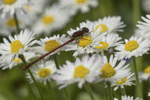 Large red damselfly (Pyrrhosoma nymphula) adult insect resting on a garden white daisy plant flower in summer, England, United Kingdom