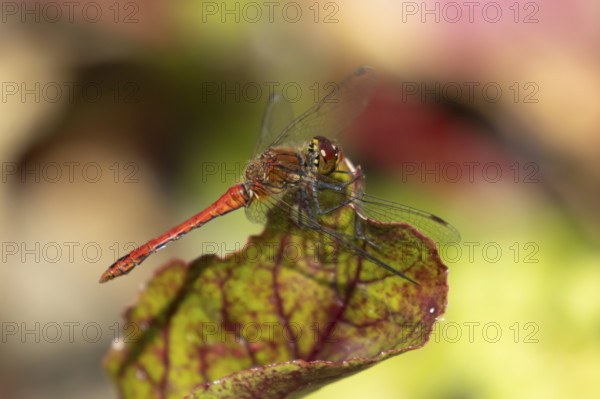 Ruddy darter dragonfly (Sympetrum sanguineum) adult insect on a garden Beetroot vegetable plant leaf in summer, England, United Kingdom
