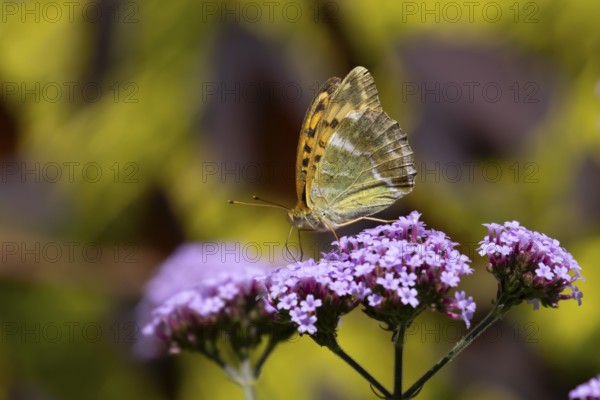 Silver-washed fritillary butterfly (Argynnis paphia) adult insect feeding on purple garden Verbena bonariensis flowers in summer, England, United Kingdom