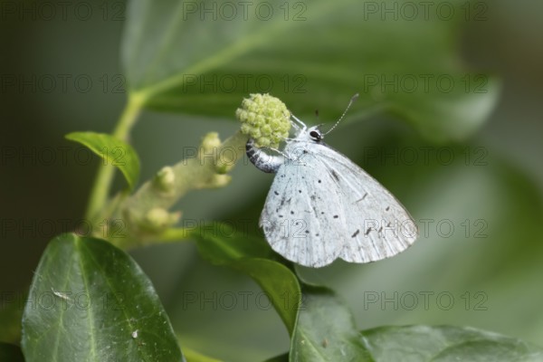 Holly blue butterfly (Celastrina argiolus) adult female insect egg laying on a garden Ivy (Hedera helix) plant flower bud in summer, England, United Kingdom
