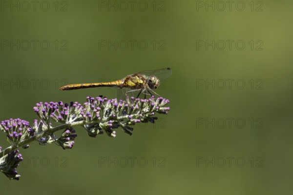 Common darter dragonfly (Sympetrum striolatum) adult female insect resting on a garden purple Buddleja or Buddleia plant flowers in summer, England, United Kingdom