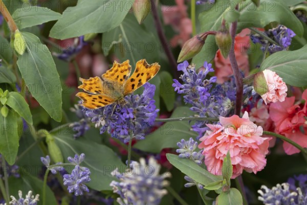 Comma butterfly (Polygonia c-album) adult insect feeding on garden blue Lavender plant flowers in summer, England, United Kingdom