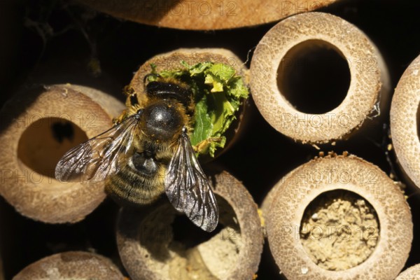 Leaf cutter bee (Megachile centuncularis) adult insect returning to a bee hotel box with leaves in summer, England, United Kingdom