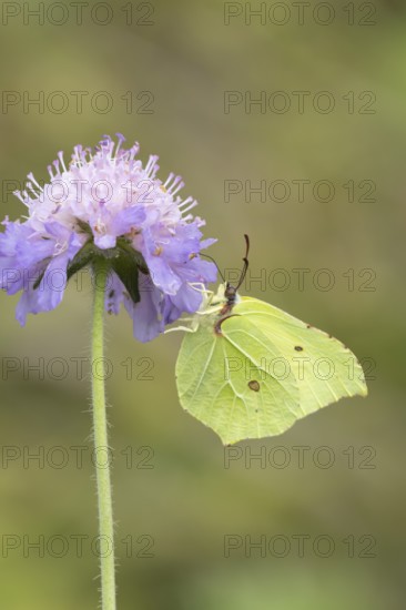 Brimstone butterfly (Gonepteryx rhamni) adult insect feeding on Field scabious plant flowers in summer, England, United Kingdom