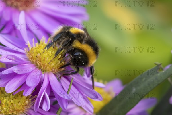 Garden bumblebee (Bombus hortorum) adult bee insect feeding on purple garden Aster plant flower in summer, England, United Kingdom